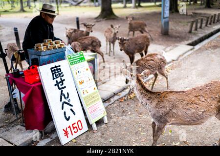 Nara, Giappone - 14 aprile 2019: Fornitore di gente che vende cracker di riso ai turisti nel parco della città vicino ai cervi che li alimentano alimento e segno Foto Stock