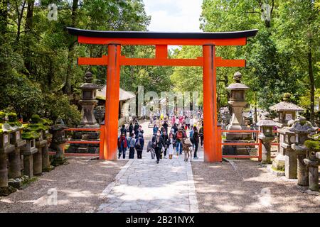 Nara, Giappone - 14 aprile 2019: I turisti della gente affollano molti che camminano entrando nel santuario del tempio del cancello del torii di Kasuga jinja con il percorso e il colore arancione Foto Stock