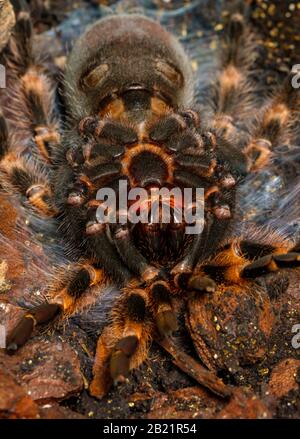 Mexican Red Knee Tarantula - Brachypelma Hamorii (prigioniero) sdraiato sulla sua schiena come inizia il processo di molting. Foto Stock