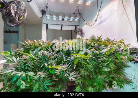 La Cannabis Sta Crescendo Al Chiuso Foto Stock