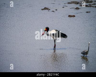 Cicogna con la sella (Ephippiorhynchus senegalensis) che attraversa l'acqua per trovare cibo, un airone grigio orologi Foto Stock