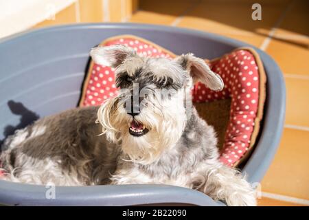 Schnauzer grigio miniatura sdraiato comodamente sul suo letto al sole Foto Stock