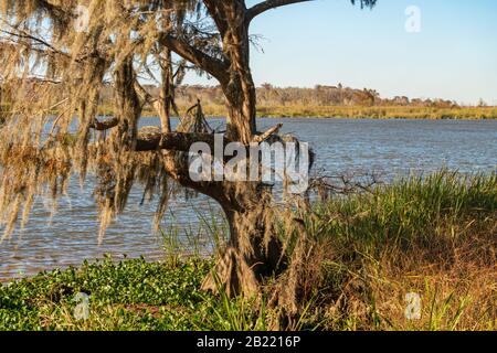 Muschio spagnolo appeso a un albero sul lungomare a Blakeley state Park Mobile, Alabama. Battaglia della Guerra civile. Foto Stock