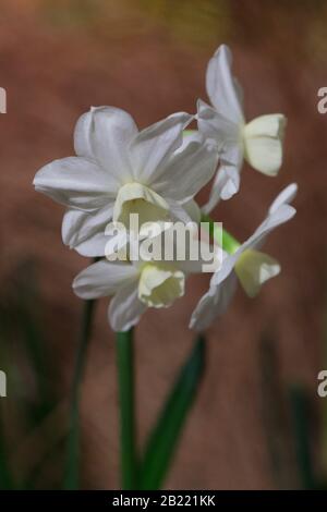 Narcissus 'Shimpli'. Foto Stock