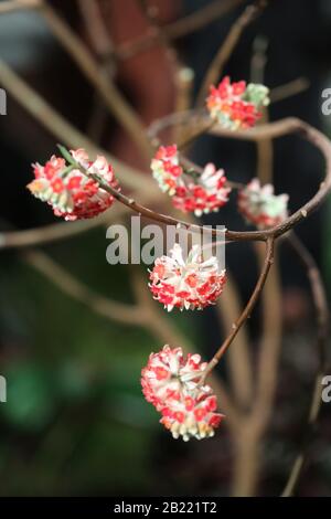 Edgedworthia crisantha 'Akebono'. Foto Stock