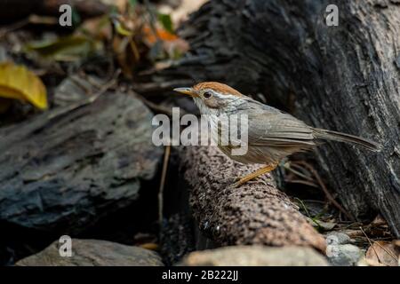 Puff-throtated Babbler che perching su una corteccia dell'albero che osserva in una distanza Foto Stock