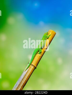 Gecko verde con macchie rosse, gecko di giorno del Madagascar (Phelsuma madagascariensis madagascariensis) su un palo di bambù. Foto Stock