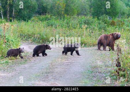Wild affamati e terribile Kamchatka l'orso bruno (Ursus arctos piscator) giace  su pietre e guardando in giro. Penisola di Kamchatka, Estremo Oriente Russo  Foto stock - Alamy