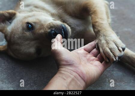 cane che stringe la mano con l'uomo, l'amicizia tra l'uomo e il cane. Zampa del cane e scuotimento della mano umana. Foto Stock