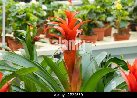 Primo piano della pianta rossa di Guzmania lingulata. È stato preso nel mercato del giardino. Foto Stock