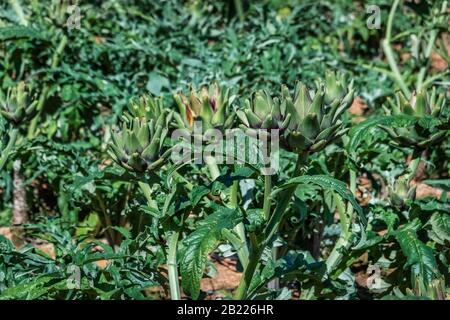 Carciofi freschi in giardino, verdure per una dieta sana. Carciofi orticoli, primo piano di carciofi verdi che crescono in giardino a Dalat, Viet Foto Stock