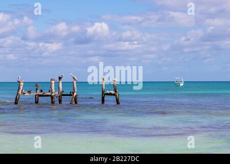 Pellicani marroni e uccelli marini che riposano su pali di legno sulla costa caraibica della Riviera Maya a Cancun, Messico. Foto Stock