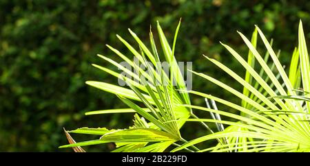 Foglie di palma tropicale, natura concetto di fondo. Luce posteriore. Spazio di copia. Foto Stock