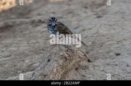 Canzone Sparrow (Melospiza melodia) in Sepulveda Basin Wildlife Reserve CA USA Foto Stock