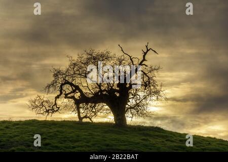 Lone Oak Tree Tramonto Foto Stock