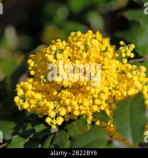 Mahonia giallo fiorito, Mahonia, in primavera Foto Stock