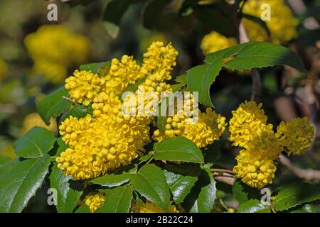 Mahonia giallo fiorito, Mahonia, in primavera Foto Stock