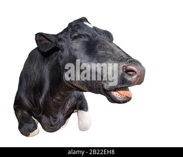 Mucca bianca e nera isolata su sfondo bianco. Mucca bianca e nera da vicino. Animale da fattoria. Foto Stock