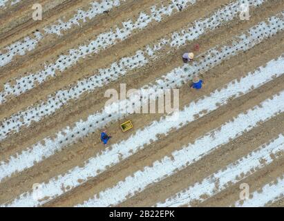 Yongzhou. 28th Feb, 2020. Foto aerea scattata il 28 febbraio 2020 mostra gli abitanti di un villaggio che lavorano in un campo nel villaggio di Guitou della città di Meihua a Yongzhou, nella provincia centrale della Cina Hunan. Gli agricoltori sono stati impegnati a svolgere la produzione agricola di recente, quando il tempo si riscalda. Credito: Jiang Keqing/Xinhua/Alamy Live News Foto Stock