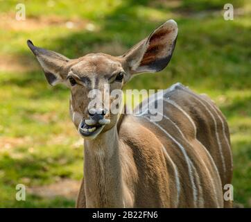 ritratto anteriore di antilope kudu masticare femminile, in zoo Foto Stock