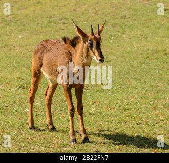 giovane antilope polpaccio in piedi su erba pianura in zoo di praga Foto Stock