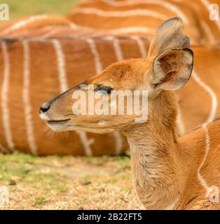 ritratto di antilope kudu femmina in zoo Foto Stock