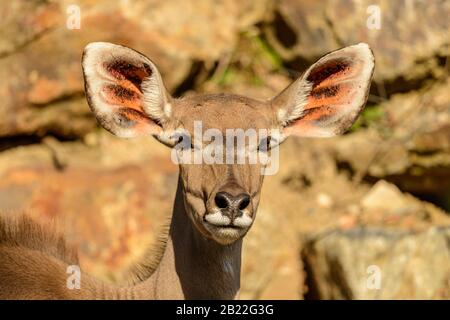 ritratto di antilope kudu (tragelaphus strepsiceros) sole anteriore femmina nello zoo pilsen Foto Stock