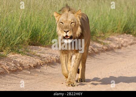 Leone nero-maned (Panthera leo vernayi), maschio adulto, camminando lungo una strada sterrata, Parco di Kgalagadi Transwallay, Capo Nord, Sud Africa, Africa Foto Stock