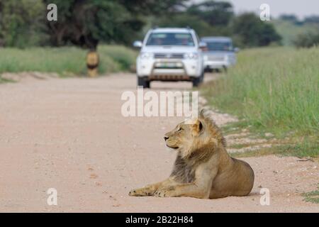 Leoni neri (Panthera leo vernayi), leoni maschi adulti, su una strada sterrata, uno giacente sulla strada, due auto dietro, il Parco transfrontaliero di Kgalagadi, Foto Stock