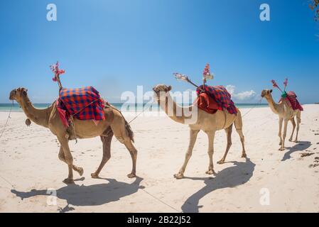 Tre cammelli a piedi sulla spiaggia di Diani Beach, Kenya, watamu Zanzibar con acque turchesi mare e sabbia bianca paesaggio tropicale sfondo Foto Stock