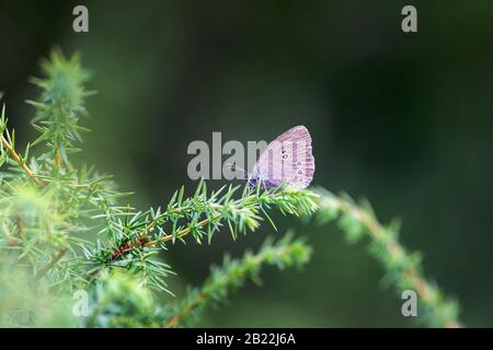 Bella farfalla Ringlet seduto sul ramo verde, Aphantopus iperantus Foto Stock
