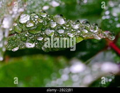 gocce d'acqua limpide e lucide su una foglia verde Foto Stock