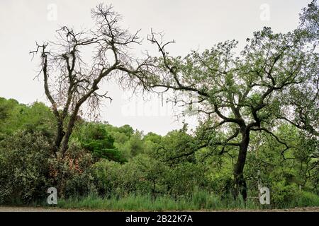 Due verdi alberi si unirono ai loro rami superiori formando un arco nel parco naturale, Sierra de Collserola, Catalogna Foto Stock