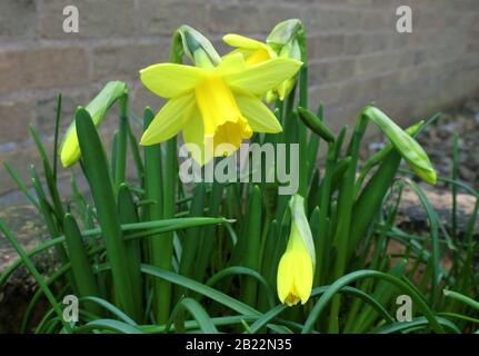 Narcissus Varietà Daffodil 'Tete A Tete' In Fiore Foto Stock