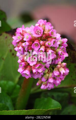 Bergenia primo piano. Biglietto di auguri design con fiori rosa, 8 marzo. Immagine per arredamento interno. Pianta di erbe. Foto Stock