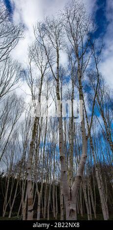 Silver Birch Trees In Inverno Foto Stock