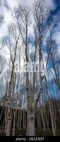 Silver Birch Trees In Inverno Foto Stock