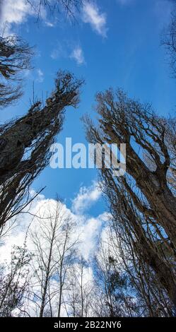 Alberi alti in inverno Foto Stock