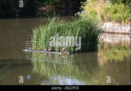 Uomo fatto letti reed per anatre per nidificare Foto Stock