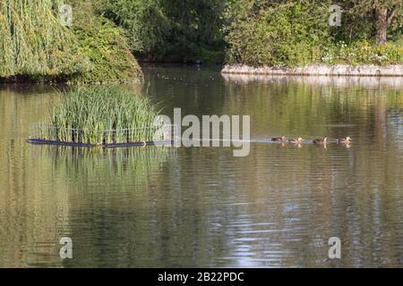 Uomo fatto letti reed per anatre per nidificare Foto Stock