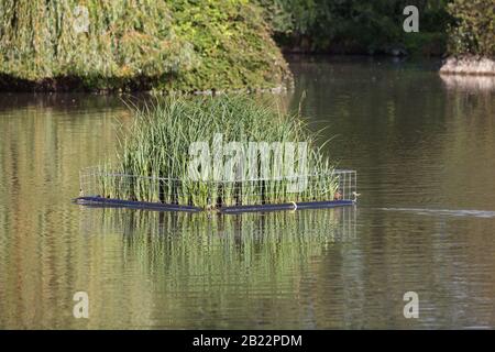 Uomo fatto letti reed per anatre per nidificare Foto Stock