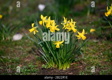 Narzissen (Narcissus) Foto Stock