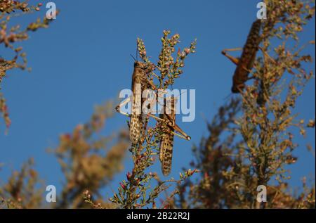 Locuste nutrimento su piante desertiche Foto Stock