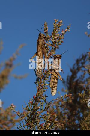 Locuste nutrimento su piante desertiche Foto Stock