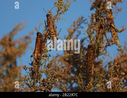 Locuste nutrimento su piante desertiche Foto Stock