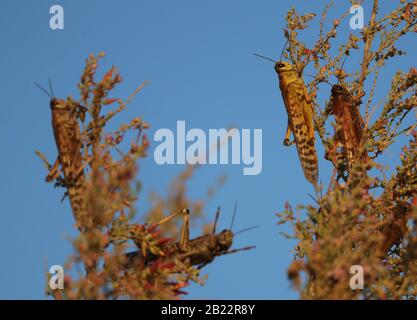 Locuste nutrimento su piante desertiche Foto Stock