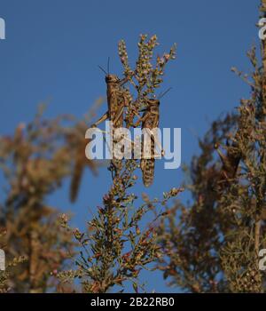 Locuste nutrimento su piante desertiche Foto Stock