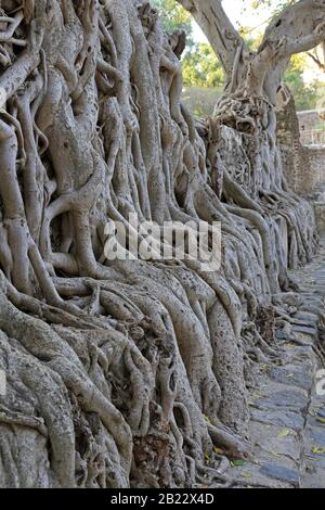Le radici dell'albero del Banyan che crescono sopra un muro in Gondar Foto Stock