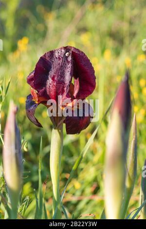 Fiori e boccioli di iride viola selvatico con gocce di rugiada sui petali alla luce del sole. Israele Foto Stock