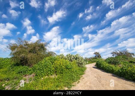 Strada di campagna tra cespugli fioriti e arbusti alla luce del sole su uno sfondo di cielo blu con nuvole Foto Stock